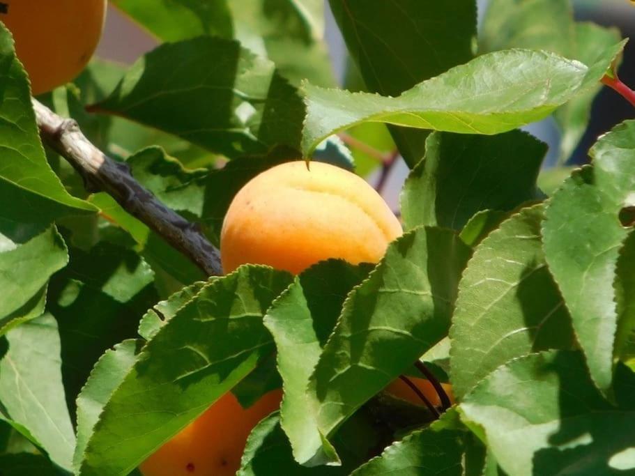 Maisonnette De Jardin Μασσαλία Εξωτερικό φωτογραφία